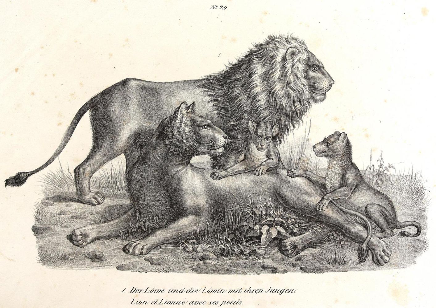 Große Abbildung Nr.4: 124-2590 Konvolut: (Varia, Zoologie)