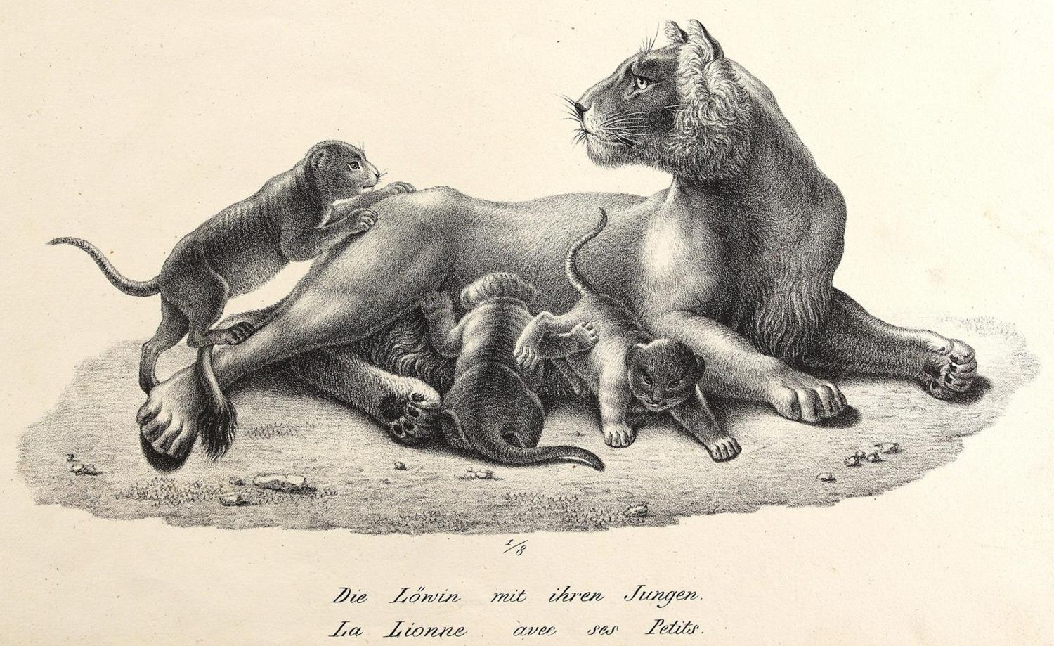 Große Abbildung Nr.5: 124-2590 Konvolut: (Varia, Zoologie)