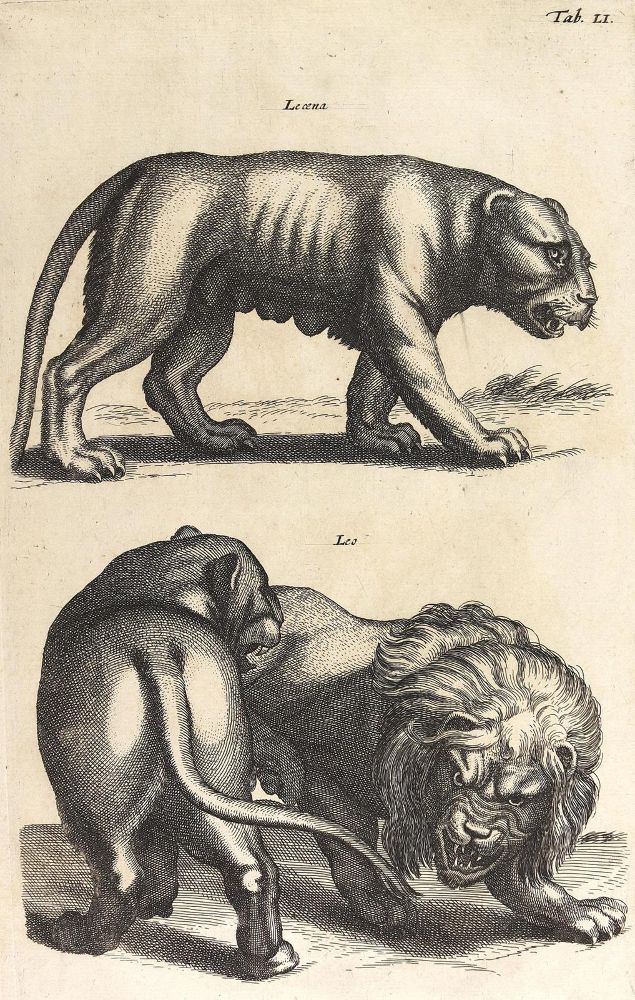 Große Abbildung Nr.6: 124-2590 Konvolut: (Varia, Zoologie)