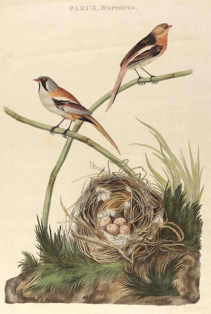 Große Abbildung Nr.1: 124-2591 Parus, Biarmicus.: (Varia, Zoologie, Vögel)