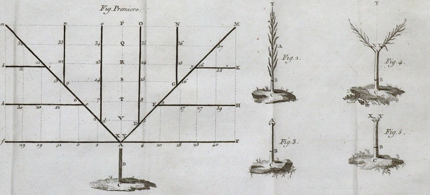 Große Abbildung Nr.1: 124-784 (Pelletier de Frepillon).: (Land- und Forstwirtschaft, Garten, Obstbau)