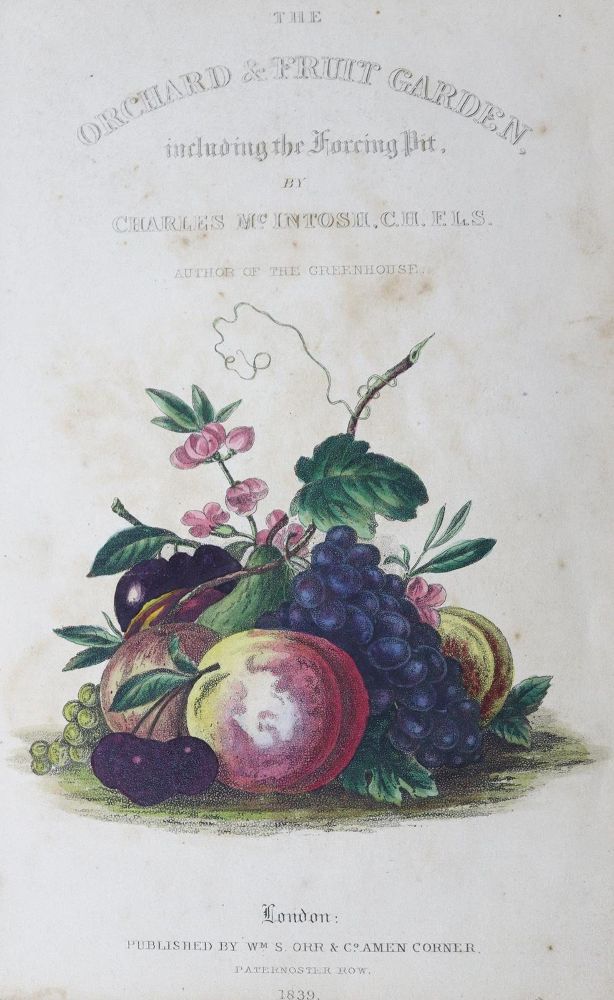 Große Abbildung Nr.1: 124-790 McIntosh,C.: (Land- und Forstwirtschaft, Landwirtschaft, Obstbau)