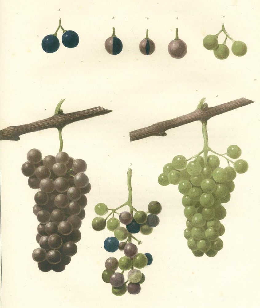 Große Abbildung Nr.4: 124-792 Stoltz,J.L.: (Land- und Forstwirtschaft, Landwirtschaft, Wein und Weinbau)