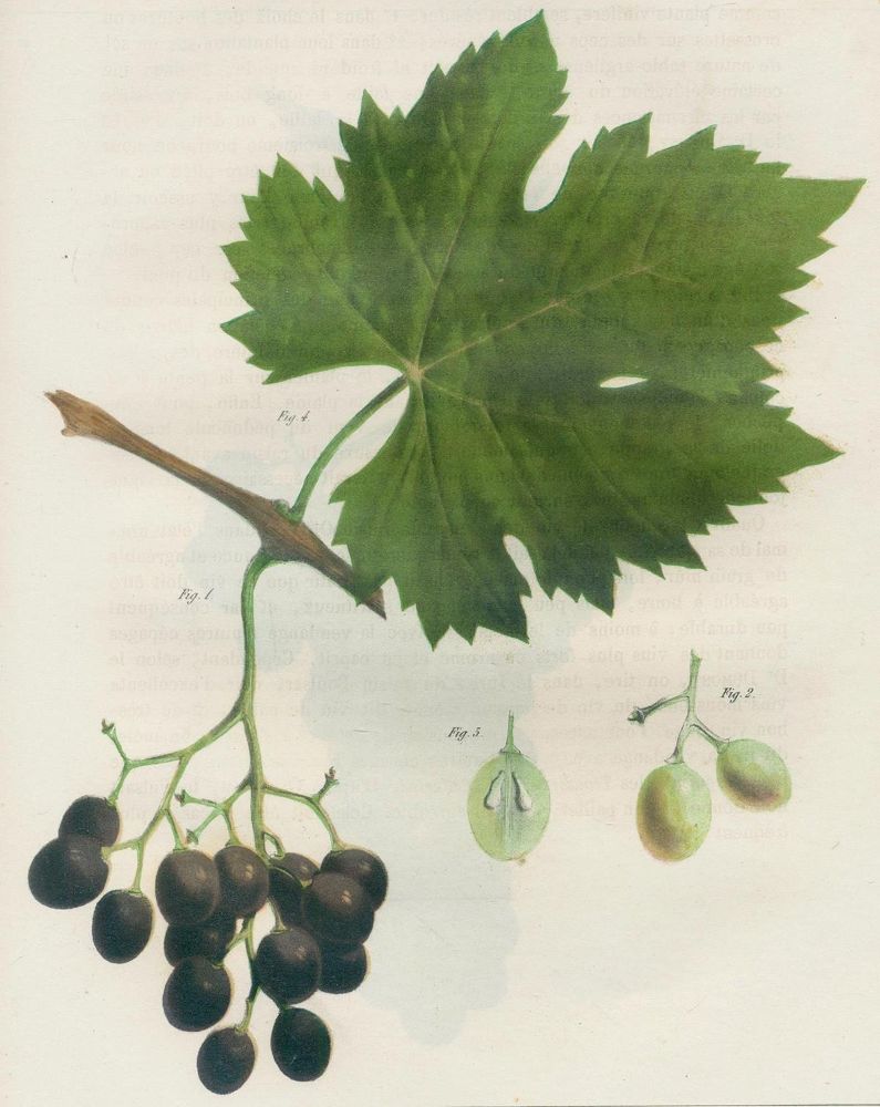 Große Abbildung Nr.5: 124-792 Stoltz,J.L.: (Land- und Forstwirtschaft, Landwirtschaft, Wein und Weinbau)