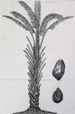 Bild Nr.2: 124-1453 Linne,C.v.: (Botanik)