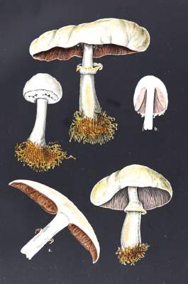 Bild Nr.1: 124-1459 Leuba,F.: (Botanik, Pilze)
