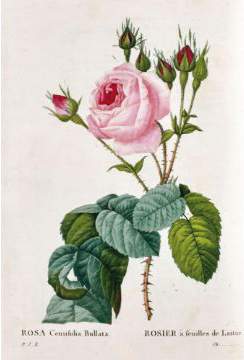Bild Nr.1: 124-1460 Redoute,P.J.: (Botanik)