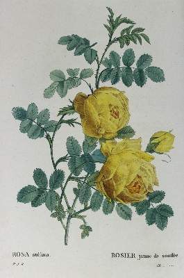 Bild Nr.4: 124-1460 Redoute,P.J.: (Botanik)