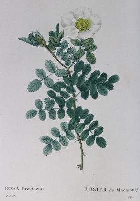 Bild Nr.6: 124-1460 Redoute,P.J.: (Botanik)
