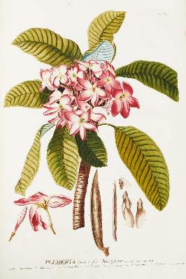 Bild Nr.10: 124-1464 Trew,Ch.J. (Botanik)