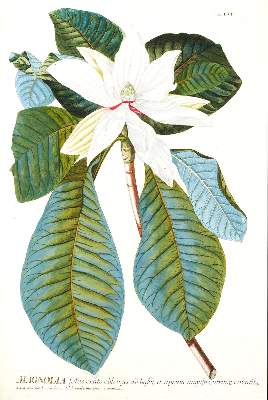 Bild Nr.2: 124-1464 Trew,Ch.J. (Botanik)