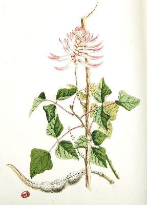 Bild Nr.3: 124-1464 Trew,Ch.J. (Botanik)