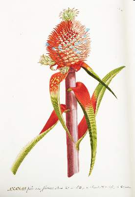 Bild Nr.4: 124-1464 Trew,Ch.J. (Botanik)