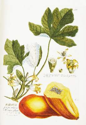 Bild Nr.5: 124-1464 Trew,Ch.J. (Botanik)