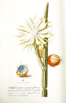 Bild Nr.6: 124-1464 Trew,Ch.J. (Botanik)