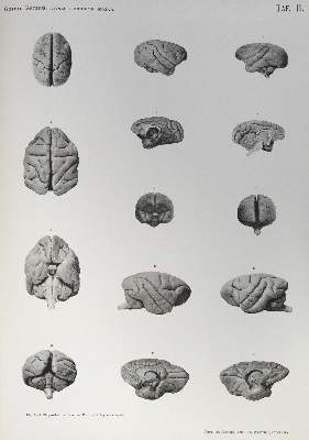 Bild Nr.2: 124-1501 Retzius,G. (Hrsg.).: (Medizin)