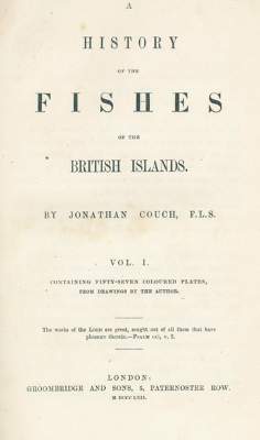 Bild Nr.1: 124-1515 Couch,J.A.: (Zoologie, Fische)
