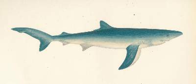 Bild Nr.3: 124-1515 Couch,J.A.: (Zoologie, Fische)