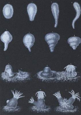 Bild Nr.1: 124-1517 Fredol,A. (d.i. A.Moquin-Tandon).: (Zoologie)