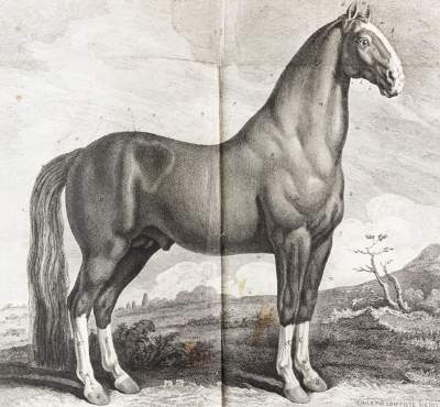Bild Nr.1: 124-1519 Lafosse,(P.-E.).: (Zoologie, Pferde)