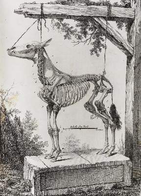 Bild Nr.2: 124-1519 Lafosse,(P.-E.).: (Zoologie, Pferde)
