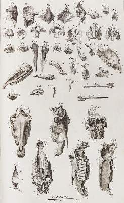 Bild Nr.3: 124-1519 Lafosse,(P.-E.).: (Zoologie, Pferde)