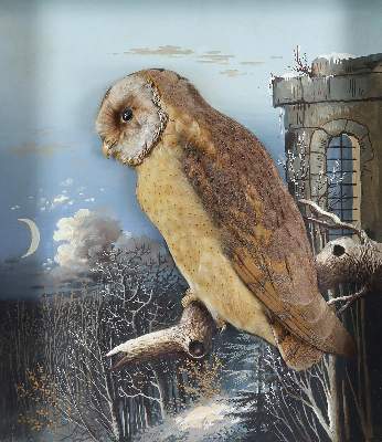 Bild Nr.1: 124-1522 Schleiereule.: (Zoologie)