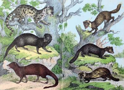 Bild Nr.2: 124-1523 Schubert,G.H.v.: (Zoologie)