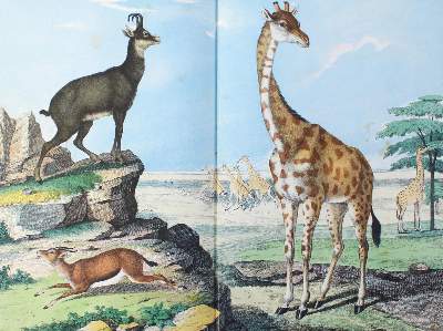 Bild Nr.3: 124-1523 Schubert,G.H.v.: (Zoologie)
