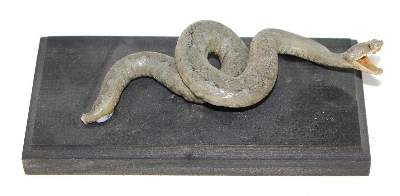 Bild Nr.1: 124-1527 Aspisviper (Vipera Aspis).: (Zoologie, Taxidermie)