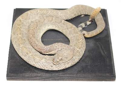 Bild Nr.1: 124-1528 Prärieklapperschlange (Crotalus Viridis).: (Zoologie, Taxidermie)