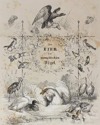 Bild Nr.1: 124-1532 Baedeker,F.W.J.: (Zoologie, Vögel)