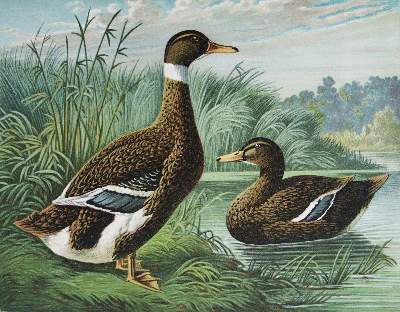 Bild Nr.2: 124-1533 Maar,A.: (Zoologie, Vögel, Enten)