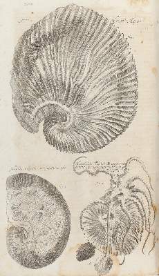 Bild Nr.2: 124-1604 Valentini,M.B.: (Verschiedene Gebiete - Varia)