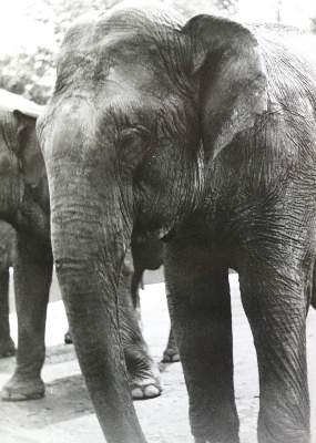 Bild Nr.2: 124-2407 Konvolut: (Photographie)