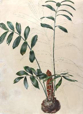 Bild Nr.1: 124-2447 Exotische Pflanze u. Zapfen.: (Varia, Botanik)