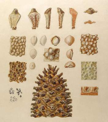Bild Nr.2: 124-2447 Exotische Pflanze u. Zapfen.: (Varia, Botanik)