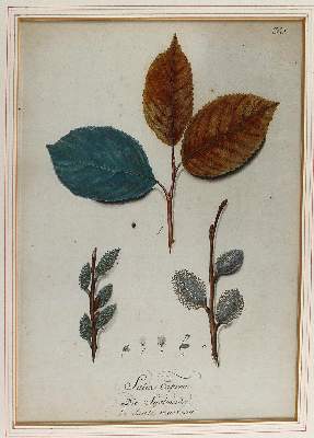 Bild Nr.1: 124-2452 Sammlung: (Varia, Botanik)