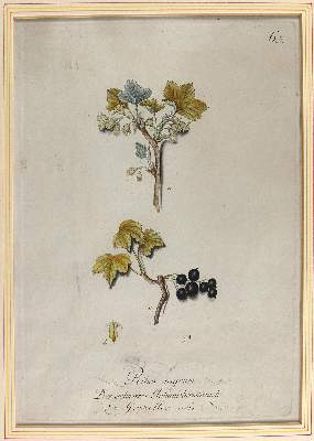 Bild Nr.3: 124-2452 Sammlung: (Varia, Botanik)