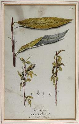 Bild Nr.5: 124-2452 Sammlung: (Varia, Botanik)