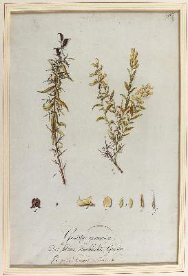 Bild Nr.7: 124-2452 Sammlung: (Varia, Botanik)
