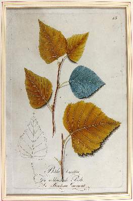 Bild Nr.9: 124-2452 Sammlung: (Varia, Botanik)