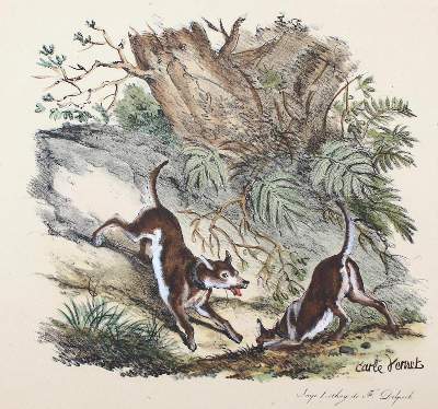 Bild Nr.3: 124-2504 Delpech, Francois-Séraphin: (Varia, Kynologie)