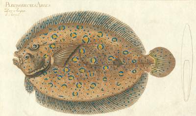 Bild Nr.1: 124-2584 Bloch, Marcus Elieser: (Varia, Zoologie, Fische)