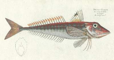 Bild Nr.2: 124-2584 Bloch, Marcus Elieser: (Varia, Zoologie, Fische)