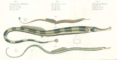 Bild Nr.11: 124-2585 Bloch, Marcus Elieser: (Varia, Zoologie, Fische)