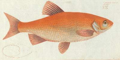 Bild Nr.2: 124-2585 Bloch, Marcus Elieser: (Varia, Zoologie, Fische)
