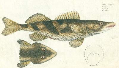 Bild Nr.3: 124-2585 Bloch, Marcus Elieser: (Varia, Zoologie, Fische)
