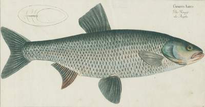 Bild Nr.1: 124-2586 Bloch, Marcus Elieser: (Varia, Zoologie, Fische)