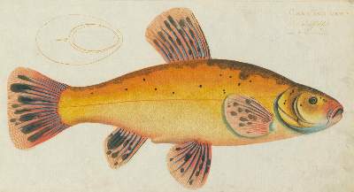 Bild Nr.2: 124-2586 Bloch, Marcus Elieser: (Varia, Zoologie, Fische)
